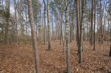 45 Hardwood Rd.